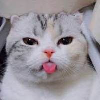 image_not_found